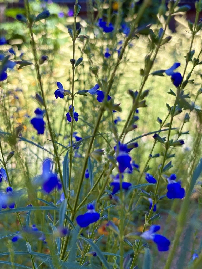 Salvia reptans