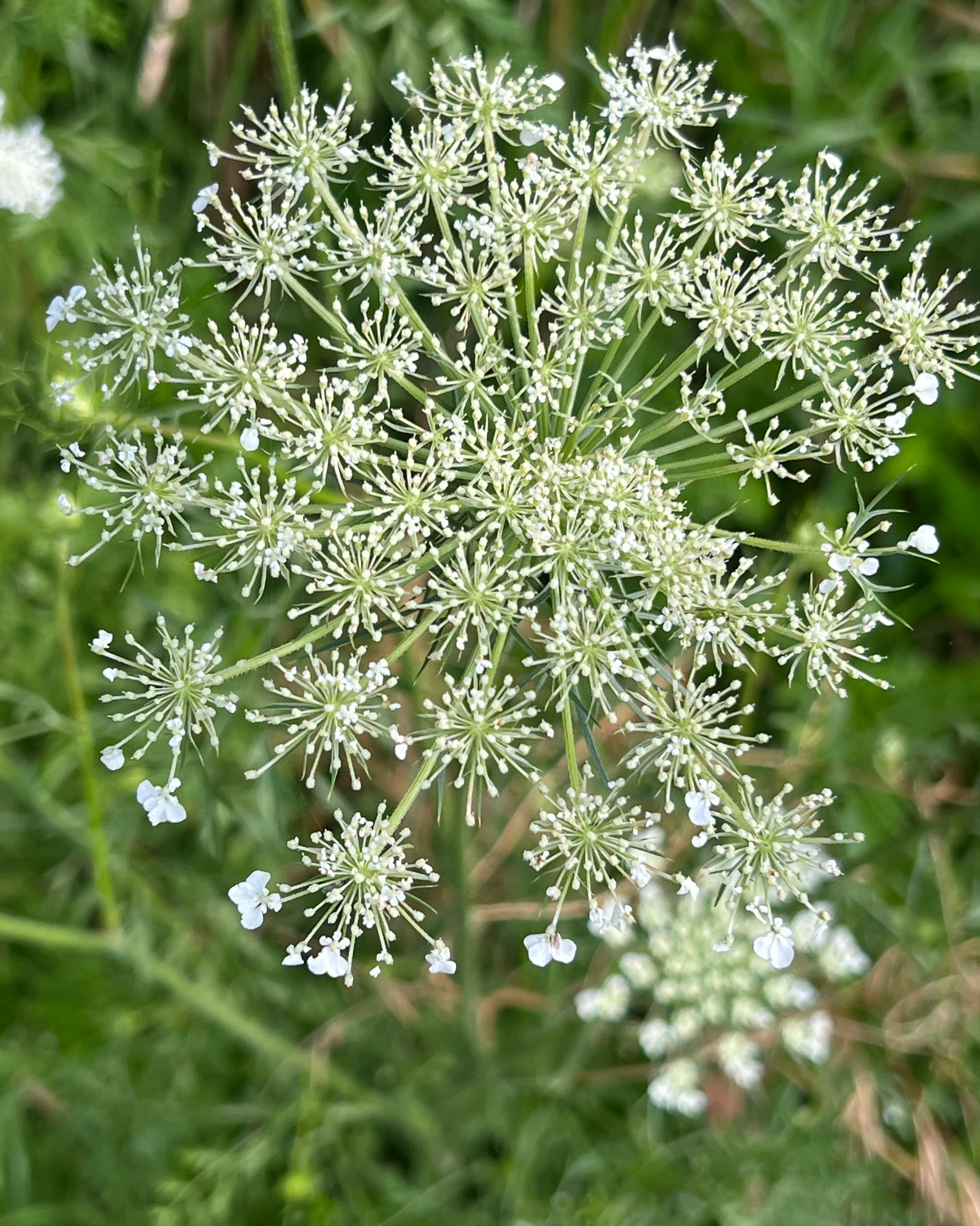 Close up image of a white Queen Ann's Lace flower.