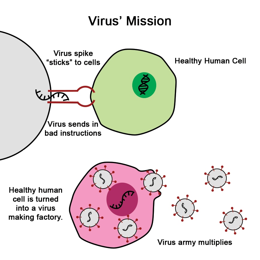 The spikes stick to a healthy person's cells and the virus RNA is sent through the spike into the cell. Once inside, the RNA takes over the cell and turns it into a virus making factory.
