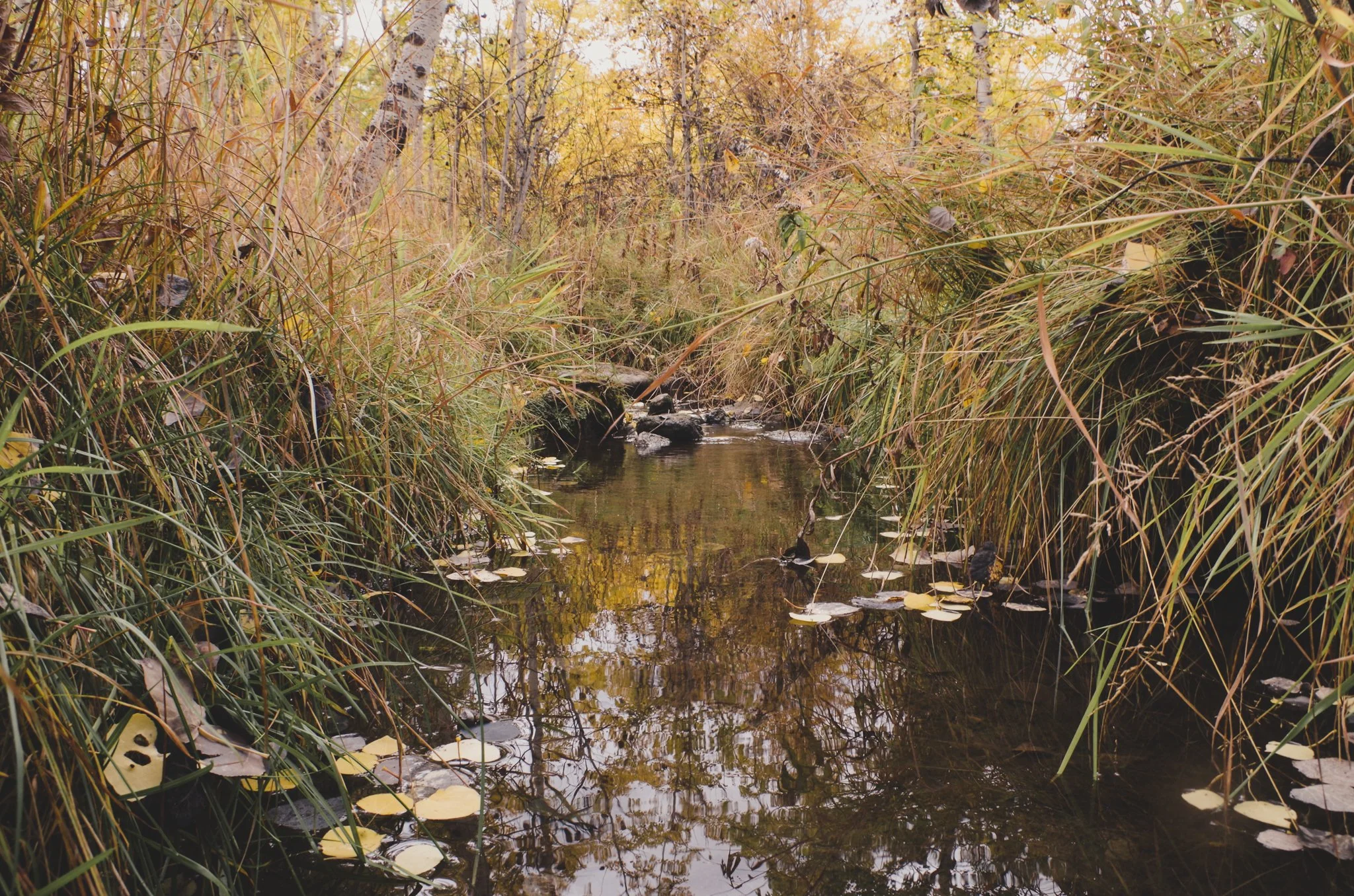 Gallery — Black Bear Picnic