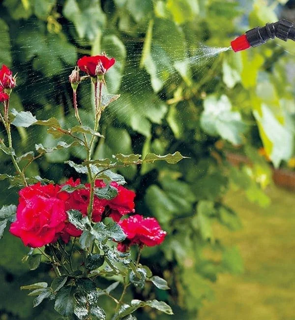 Rosen_Duese_408_409.jpg