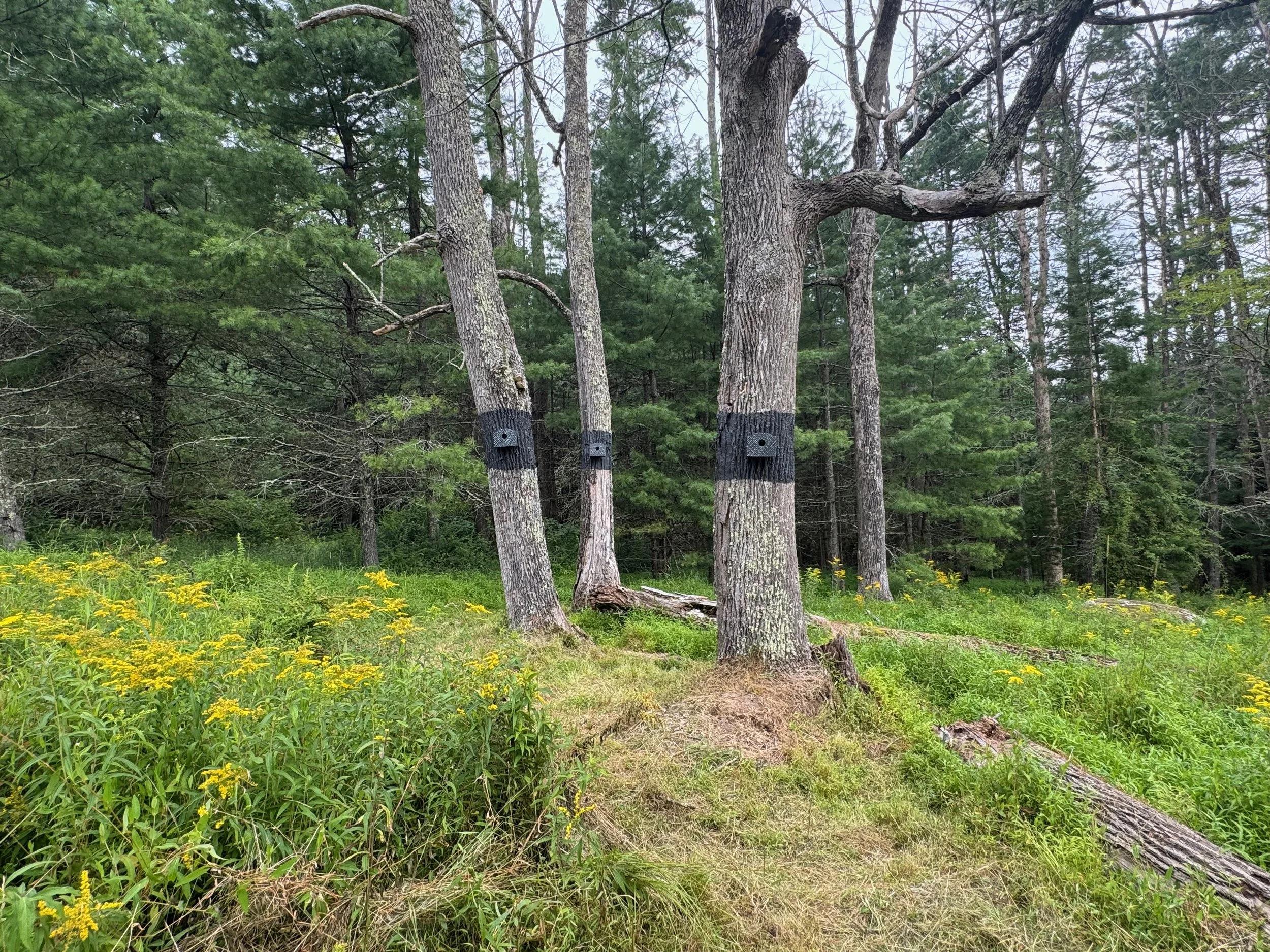 Elegy in Nest and Ash