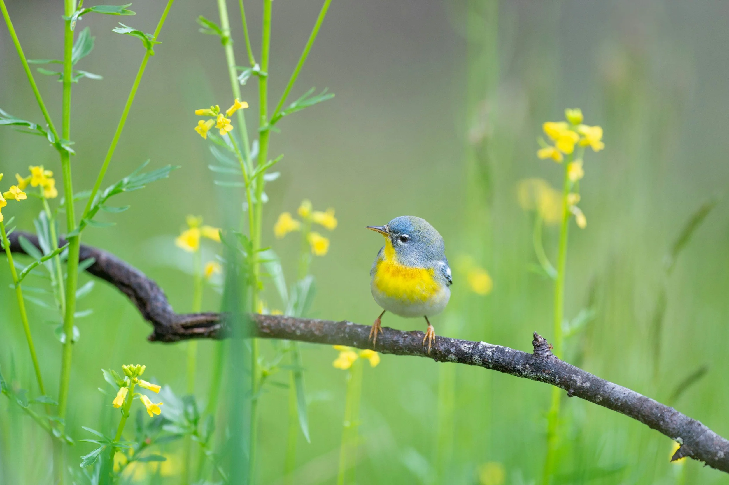 How can I attract Beautiful Birds to my Yard?