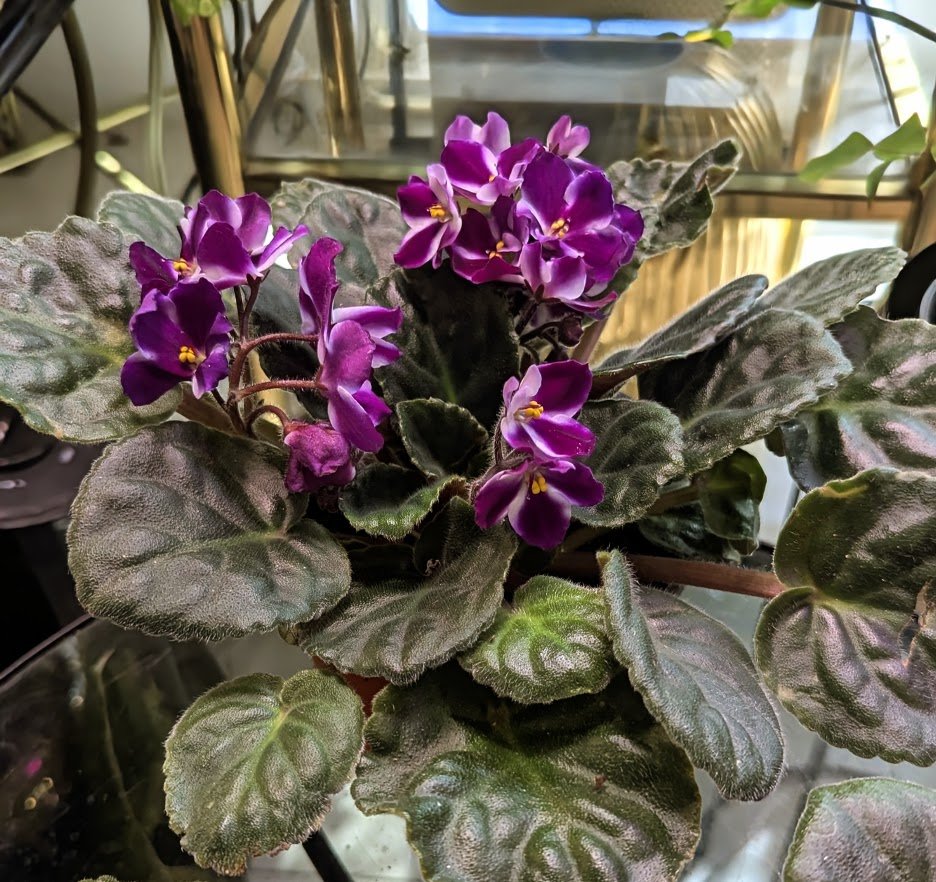 African Violets.. Purple and white..$16