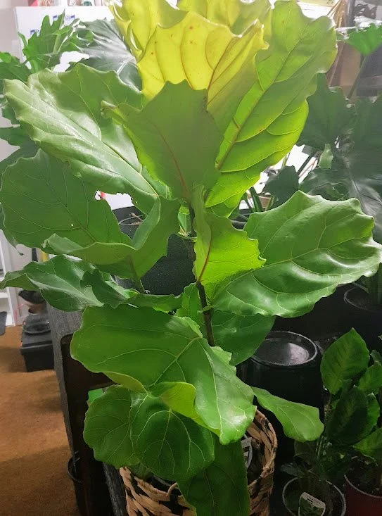 Variegated Umbrella Tree 24 — Serenity Plants