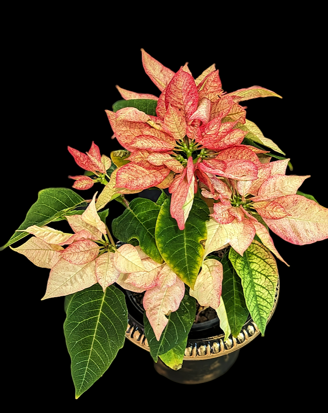 Hybrid Poinsetta + Gold Pot. $28