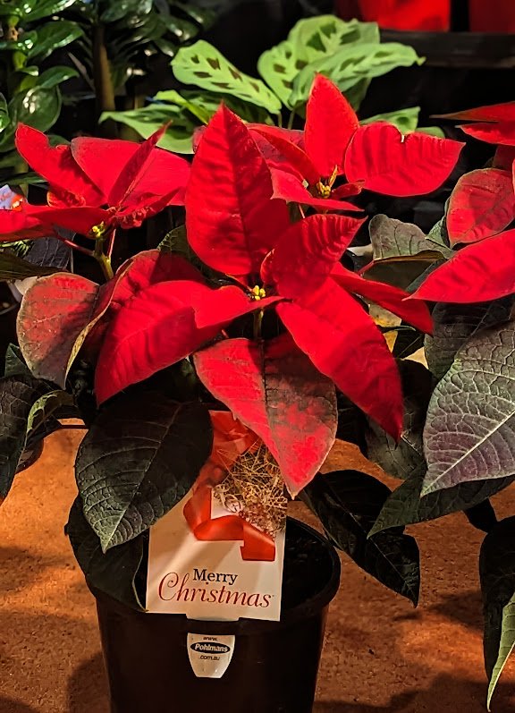 Red Poinsetta In Gold Pot $22