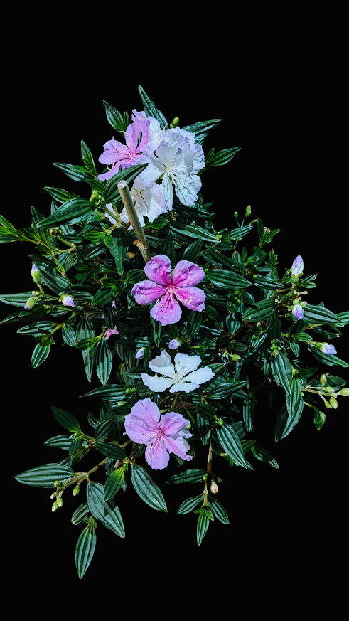 Photoroom-20241013_181954~2.png