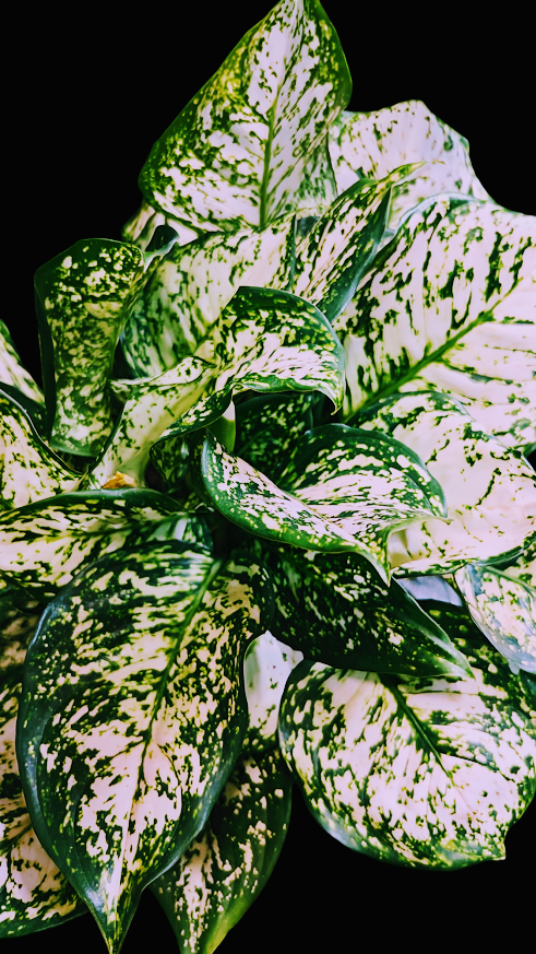 Photoroom-20241004_025037.png