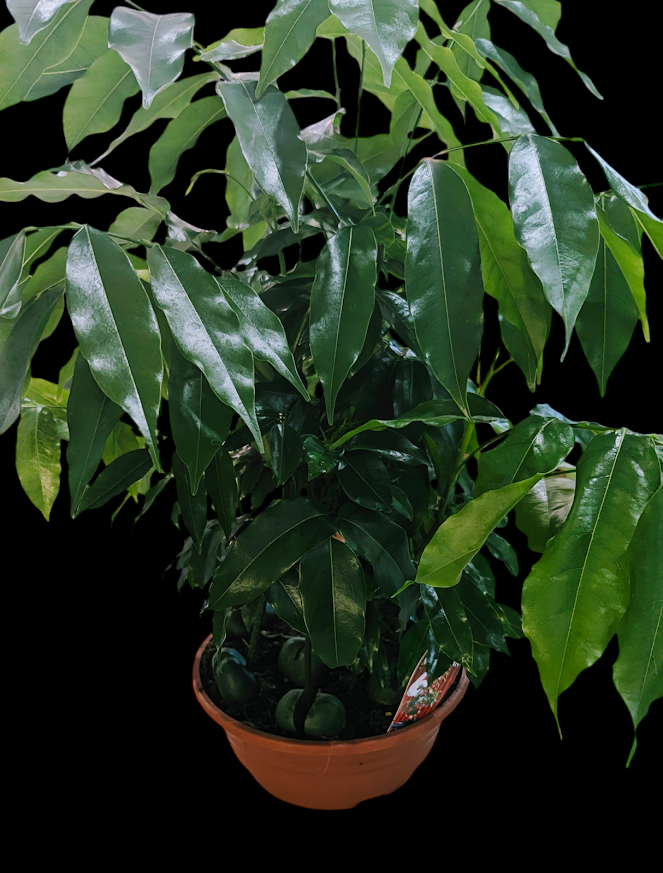 Photoroom-20241108_165232.png