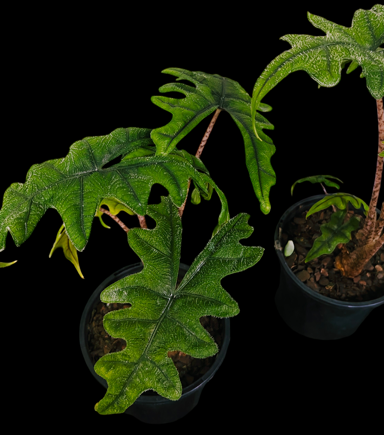 Alocasia Jacklyn $28