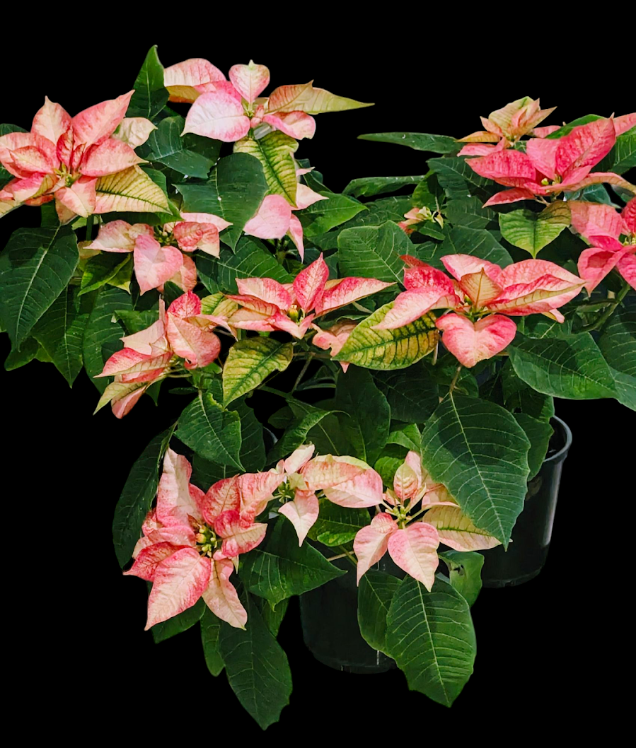 Monet Twilight Poinsetta..$18