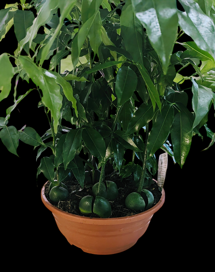 Magic Bean $35