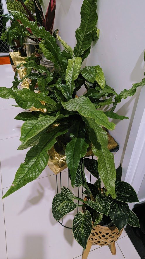 Crocodile Fern $20