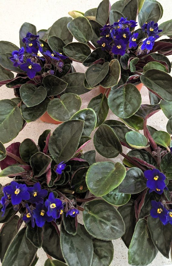 African Violets Purple Shade $16