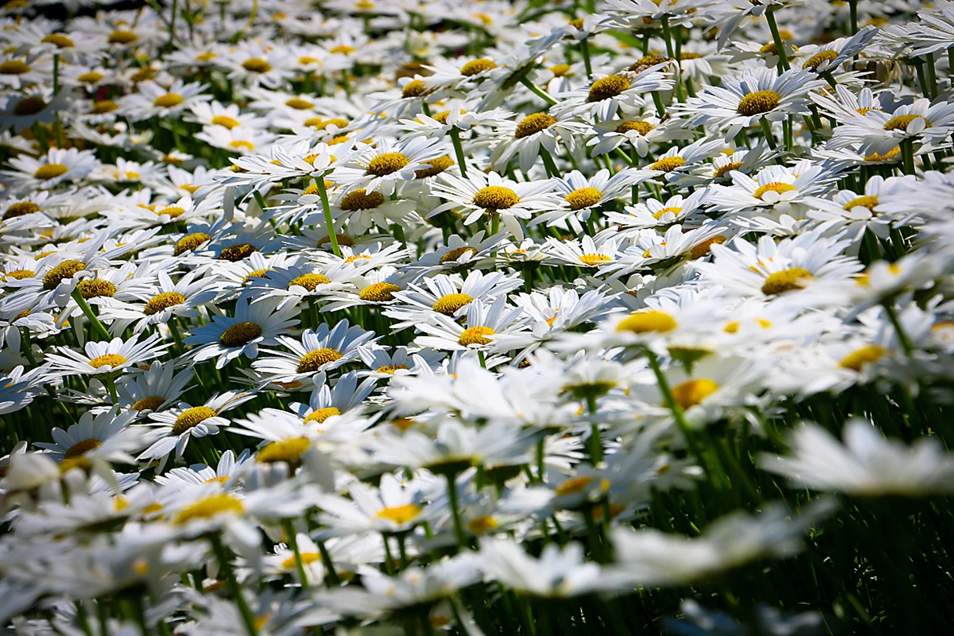 daisies.jpg