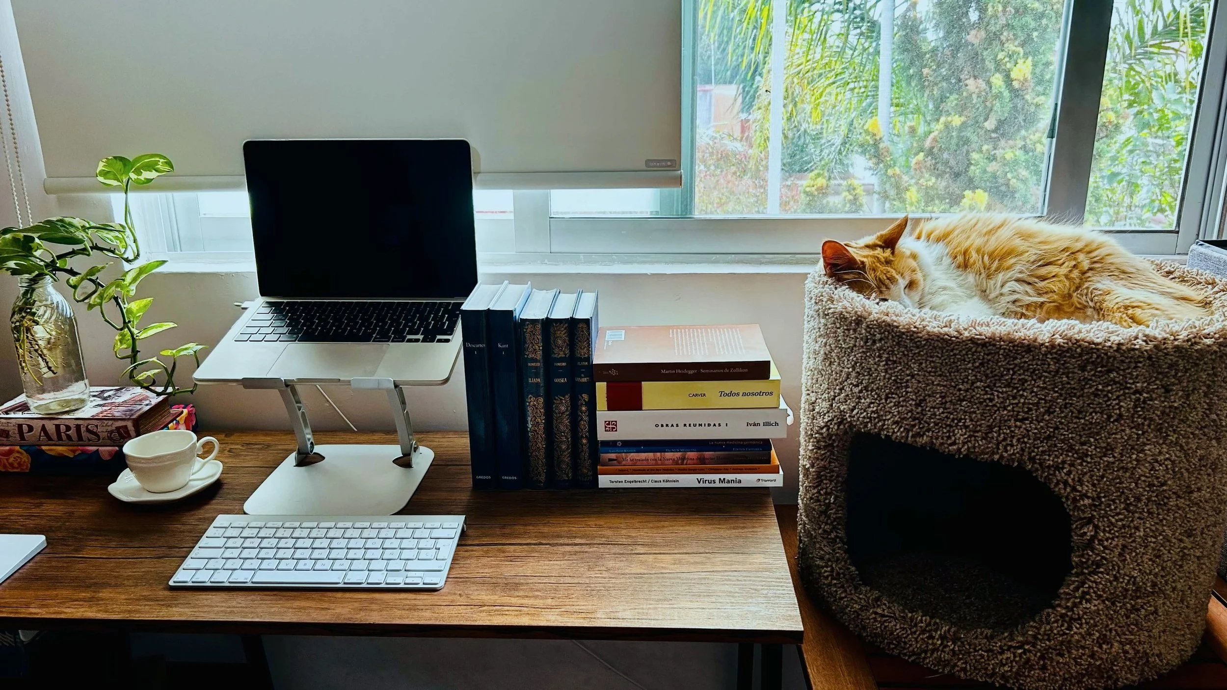 Escritorio con una laptop con varios libros; a la derecha un gato naranja durmiendo.