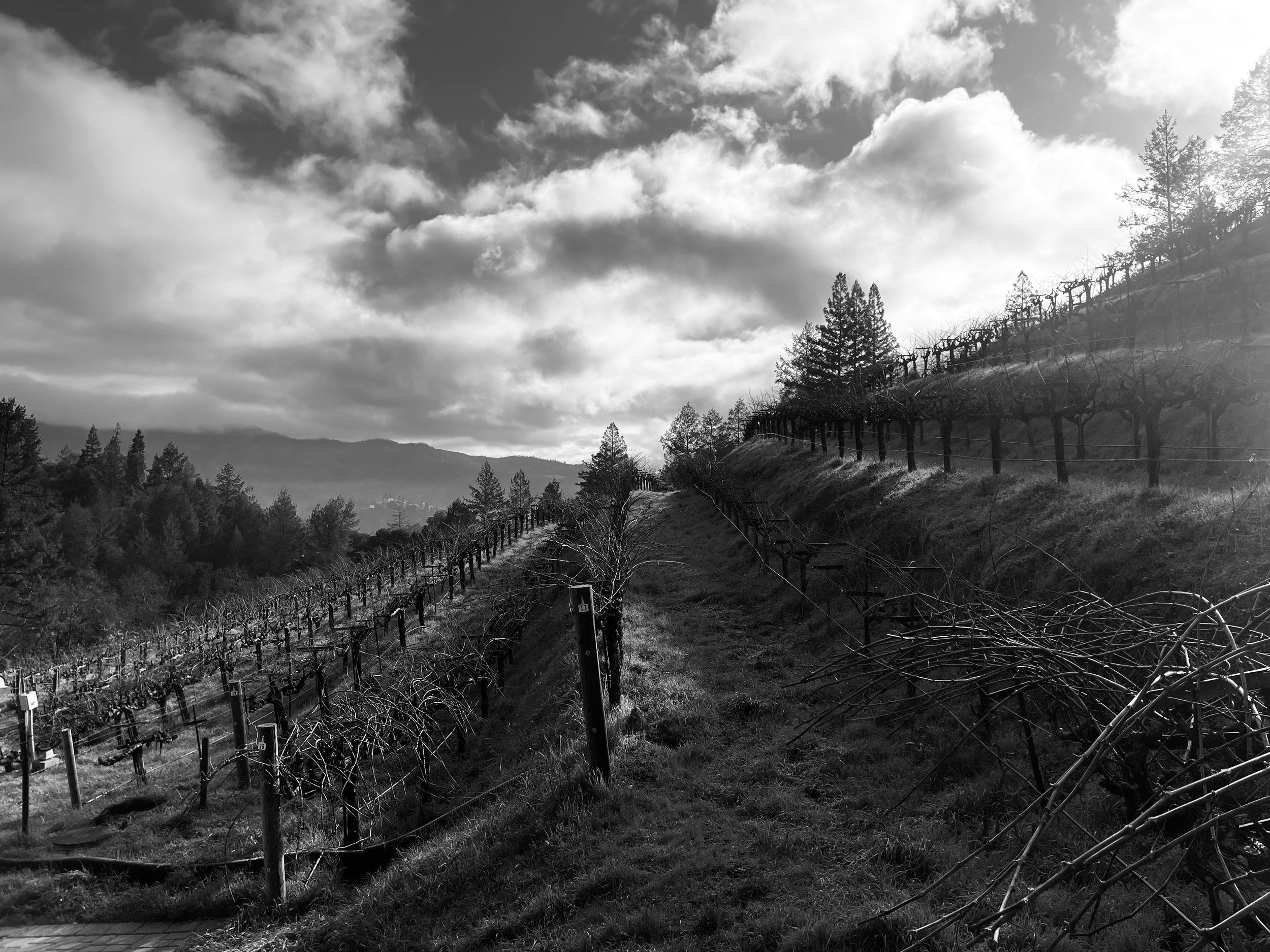 Diamond Terrace Napa