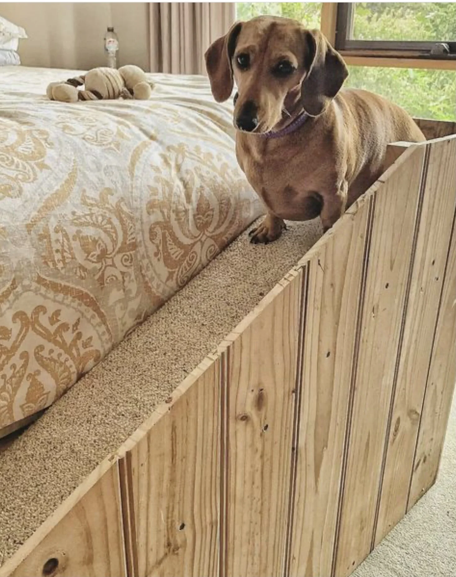 Dog Ramps