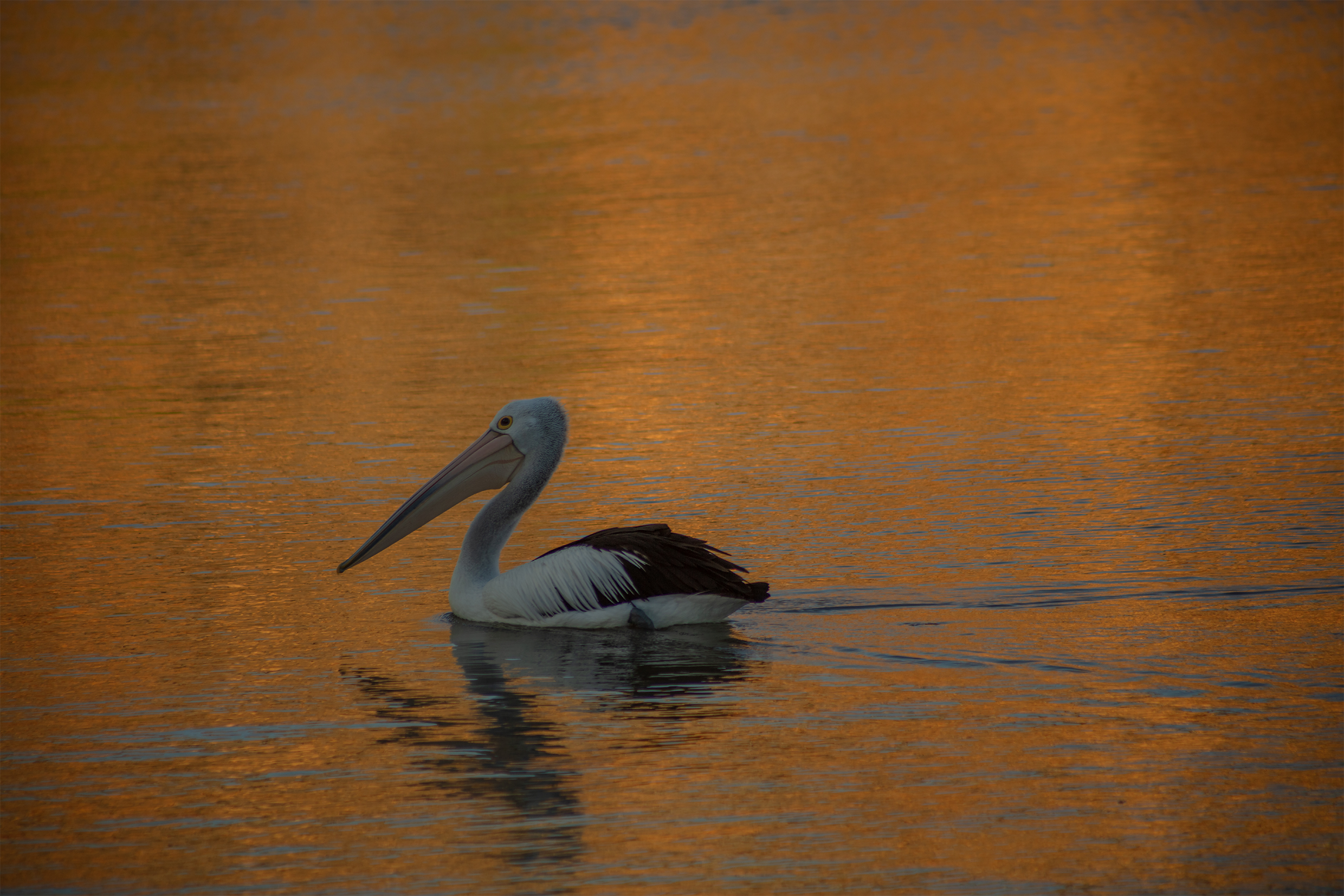 The Patanela By Jessica George