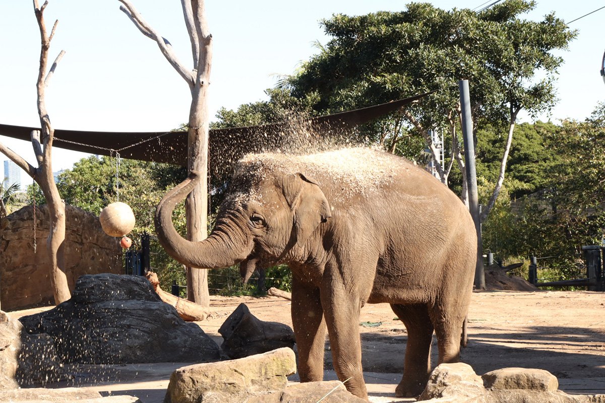 Elephant Dust Bath by Tegan Franklin from Riverside Girls High School NSW