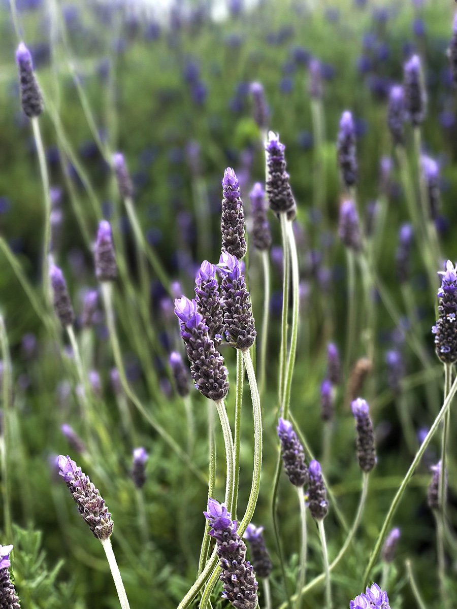 Lavender Farm by Welisarage Shiuli Fernando from Our Lady of the Sacred Heart College SA