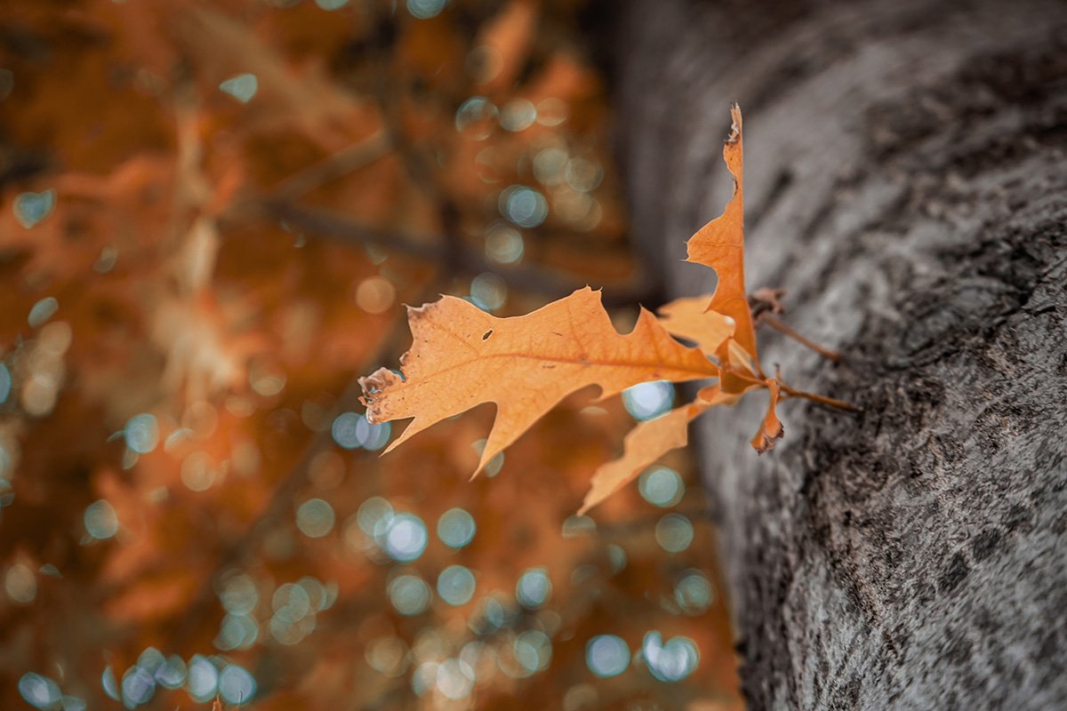 Odd One out by Dylan Burrows from Prahran High School VIC