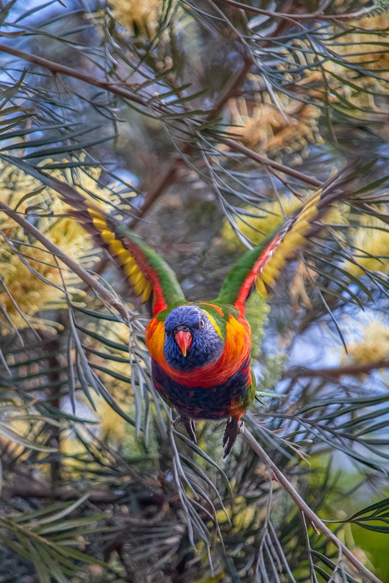 Overlooked Beauty by Thomas Barnett from St Joseph's College Gregory Terrace QLD 