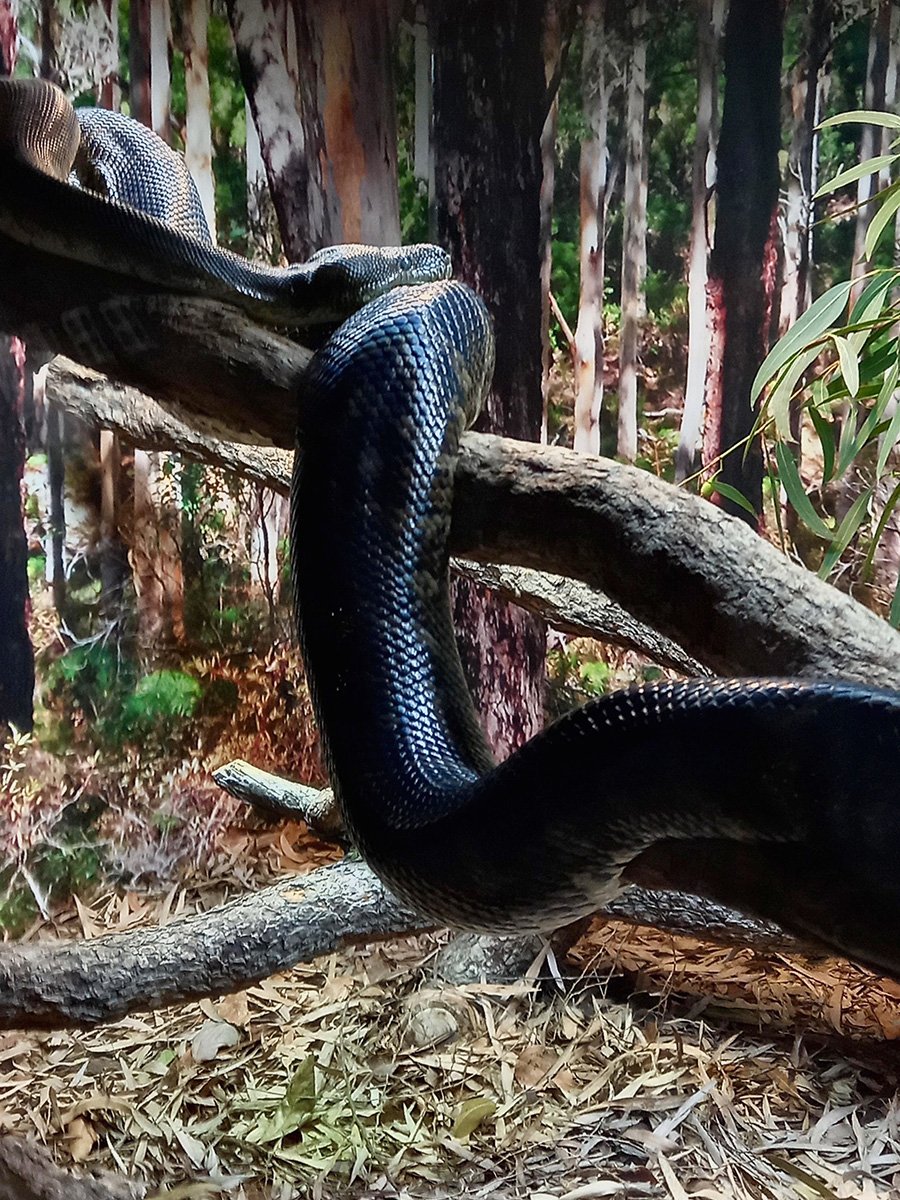 Snake image by Clayton Clarke from SMYL Community College WA