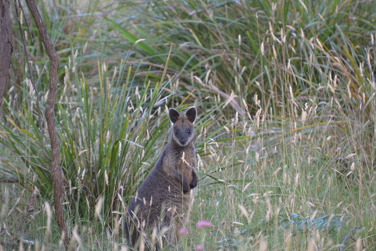 Wallaby At Twilight by Lyndon White from Greensborough College VIC