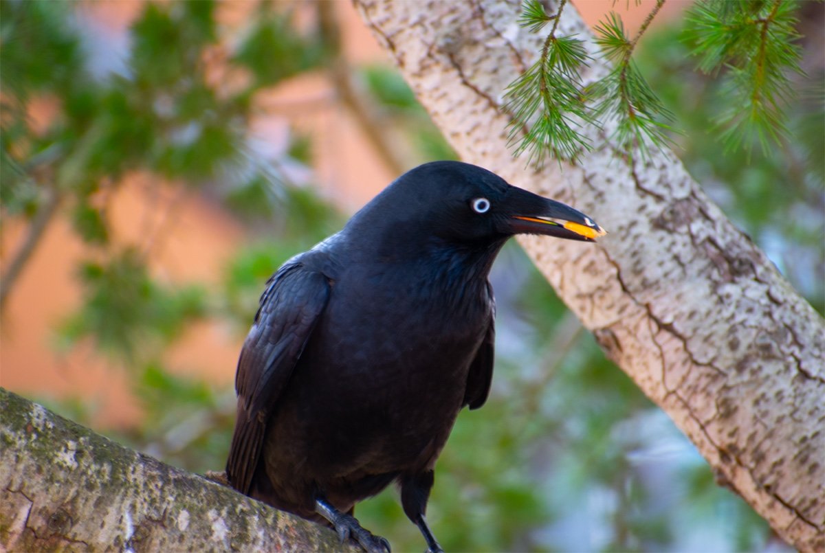 CROW by Harry Baird from Trinity Catholic College Goulburn NSW