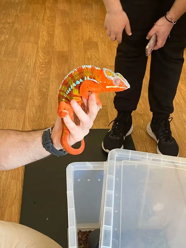 Animations lezard.jpg