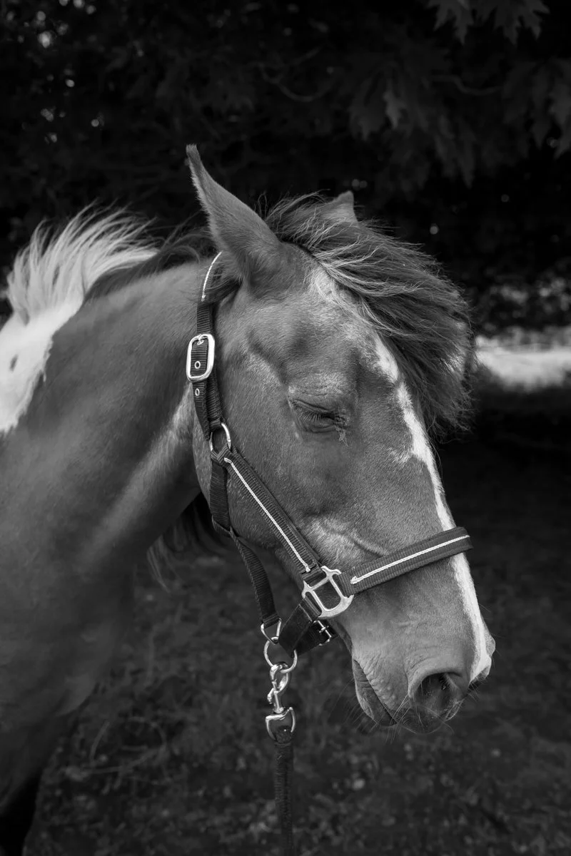 Nelson Horse Photoshoot-1.jpg