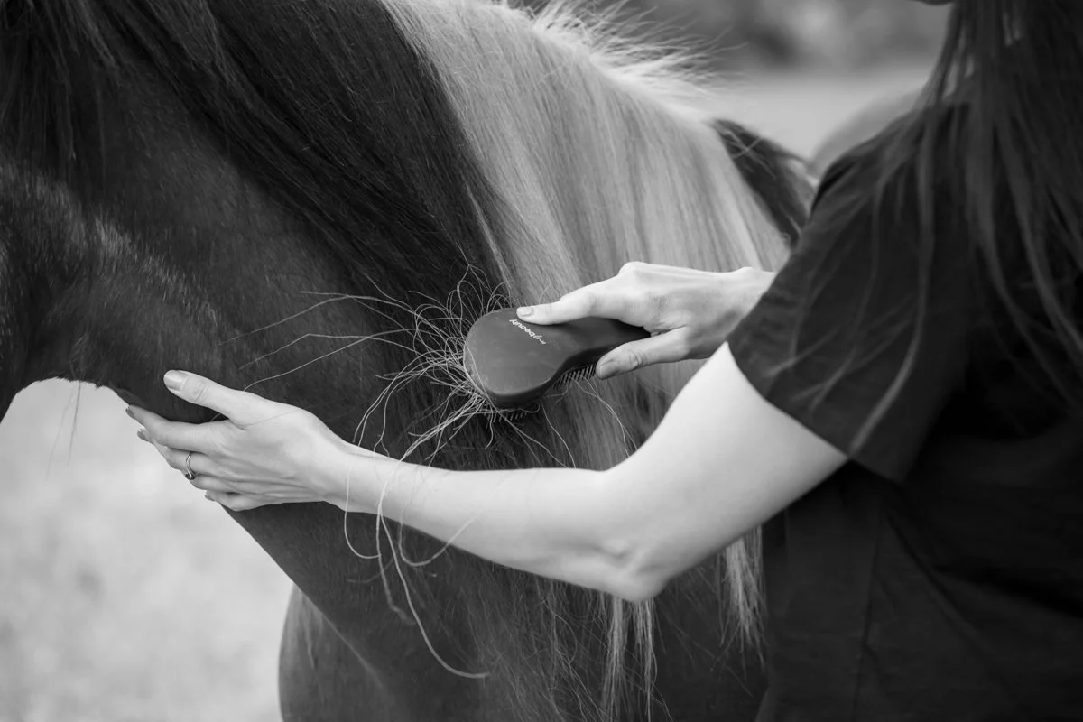 Nelson Horse Photoshoot-11.jpg