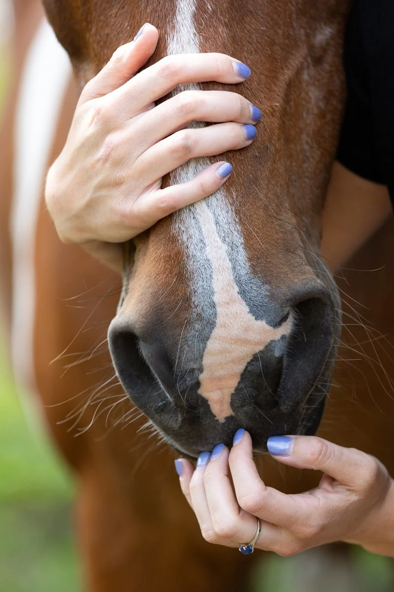 Nelson Horse Photoshoot-12.jpg
