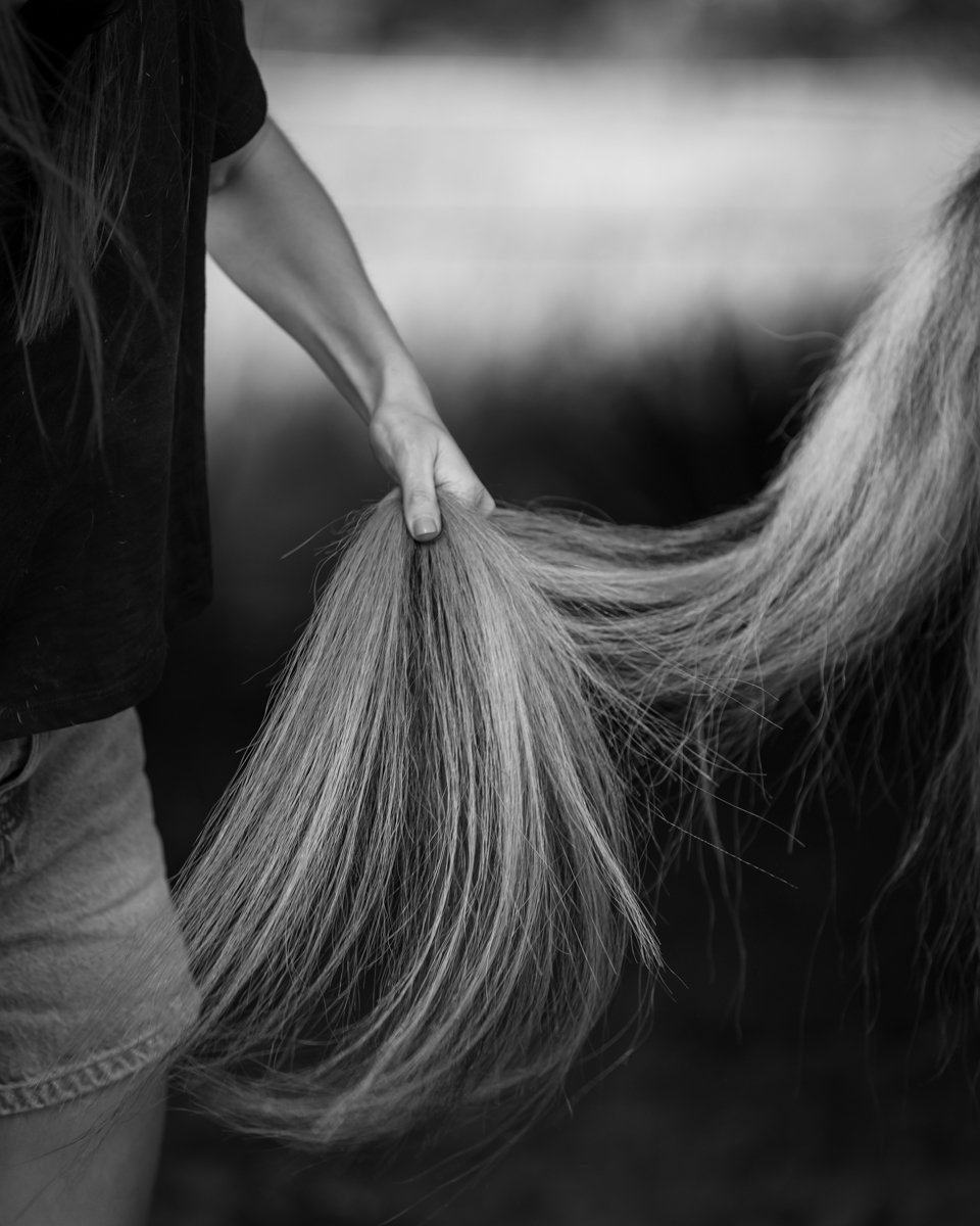 Nelson Horse Photoshoot-16.jpg