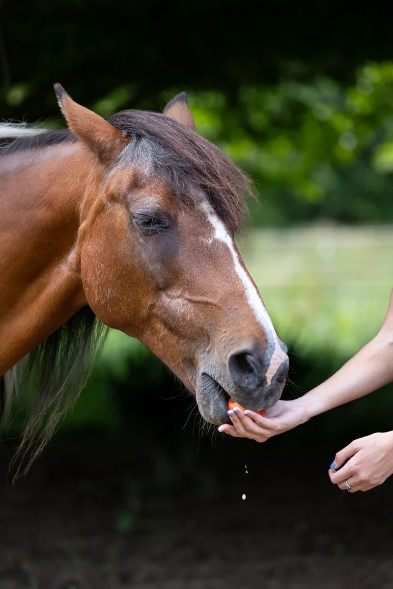 Nelson Horse Photoshoot-18.jpg