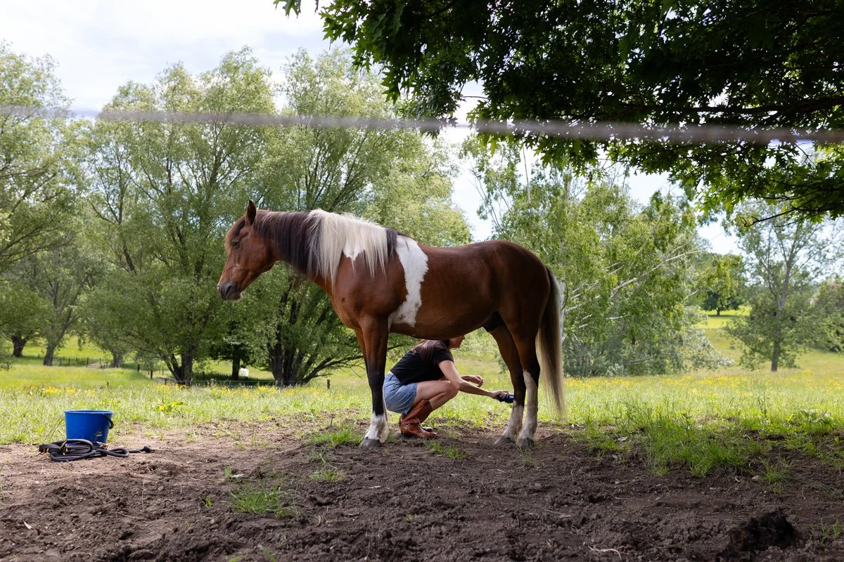 Nelson Horse Photoshoot-22.jpg