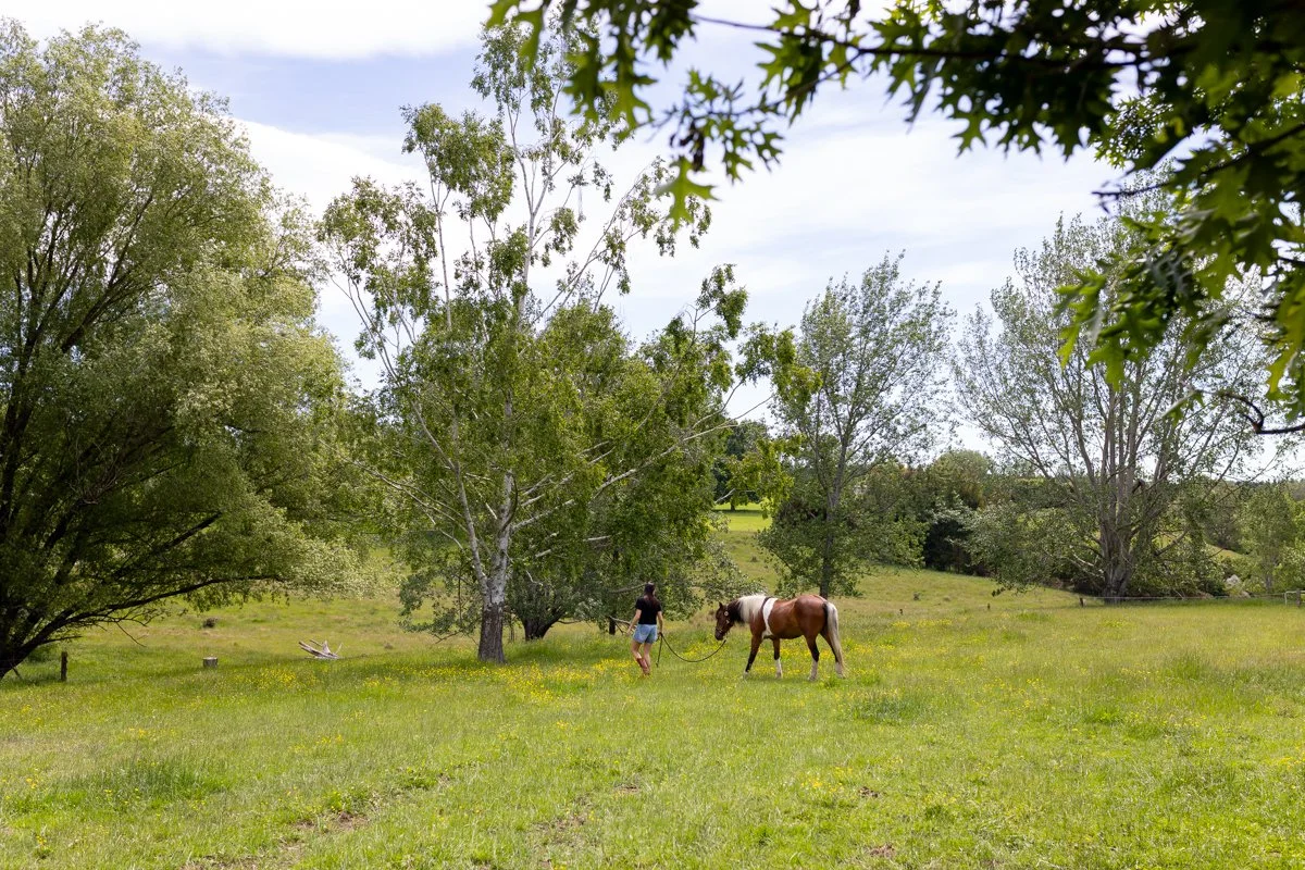 Nelson Horse Photoshoot-23.jpg
