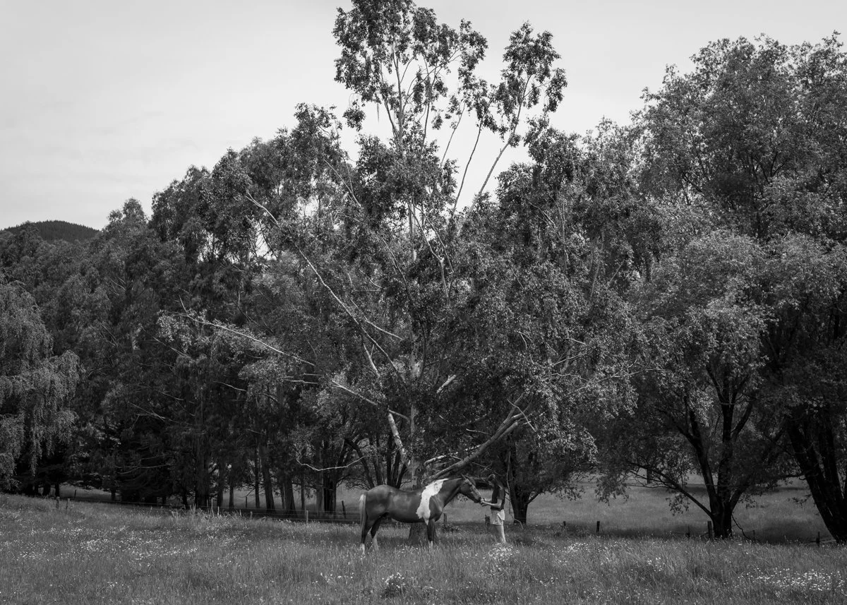 Nelson Horse Photoshoot-33.jpg
