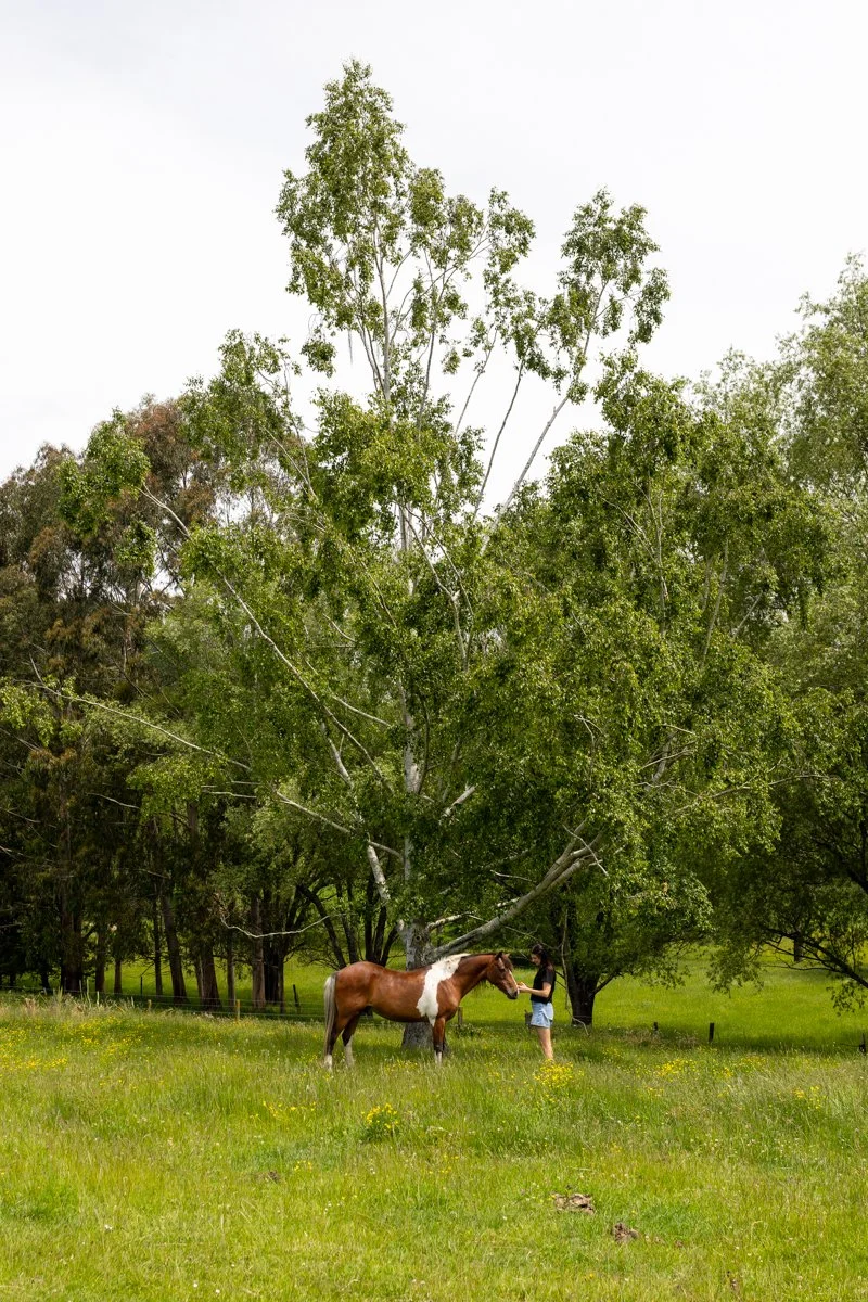 Nelson Horse Photoshoot-32.jpg