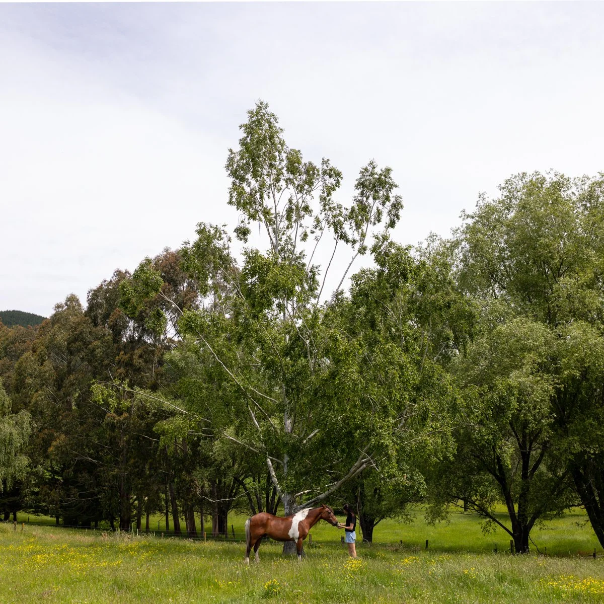 Nelson Horse Photoshoot-34.jpg