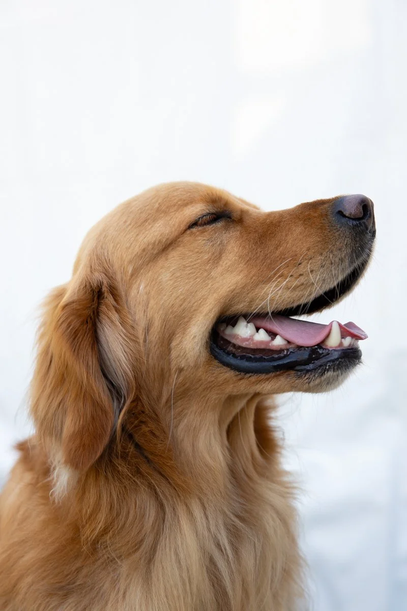 Ruby Bay Wedding-65.jpg