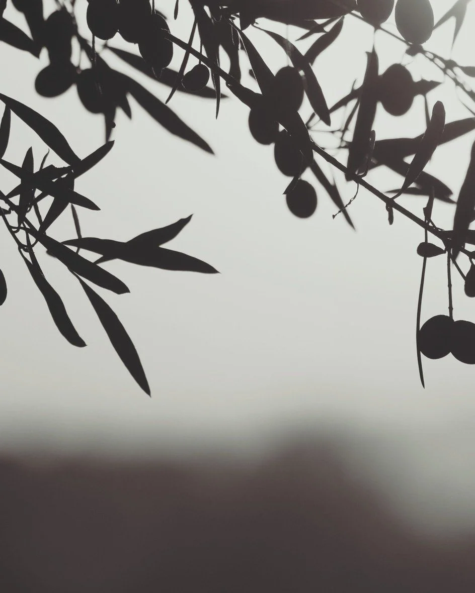 SUMMER SUNSET. Chapter 5. Sun-kissed skin. Warm Mediterranean woods. Salty hair. Childhood memories. Dried flowers. 

#leaumaliz #profumi #MadeInItaly #torino #kintsugi #eaudeparfum #nicheperfumes #scentedmemories #nichefragrance #grassefrance #profu