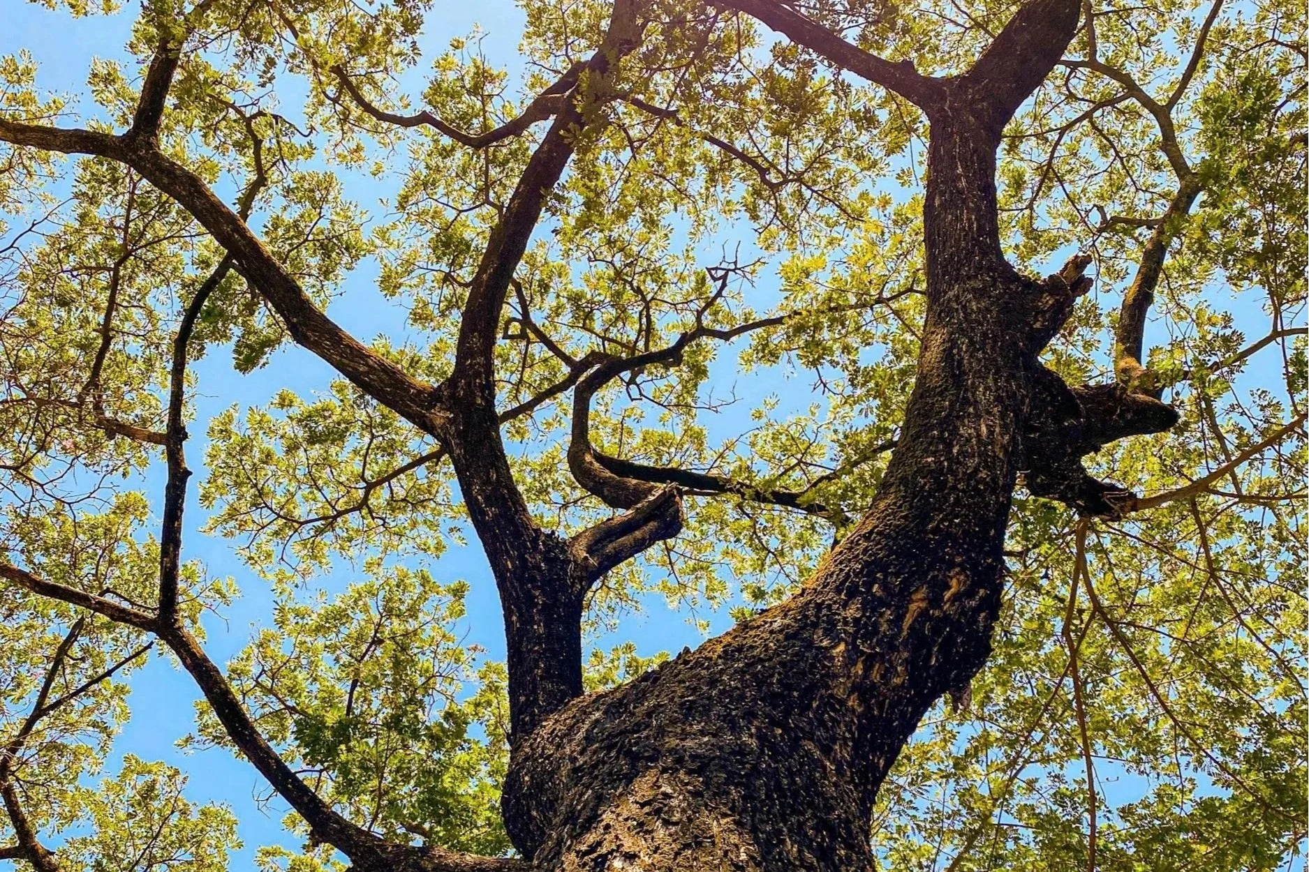 Leading with trust: A journey of cultural change and personal growth