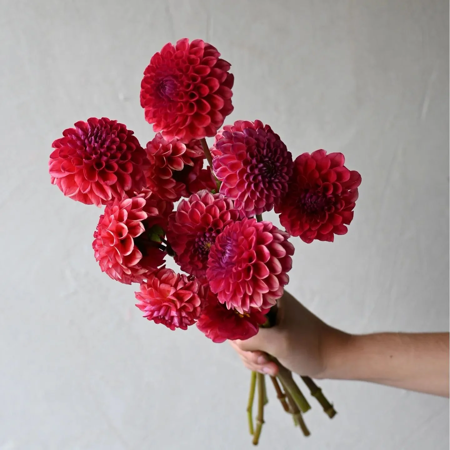 The Naked Florist- Travelling Florist based in Newcastle, NSW