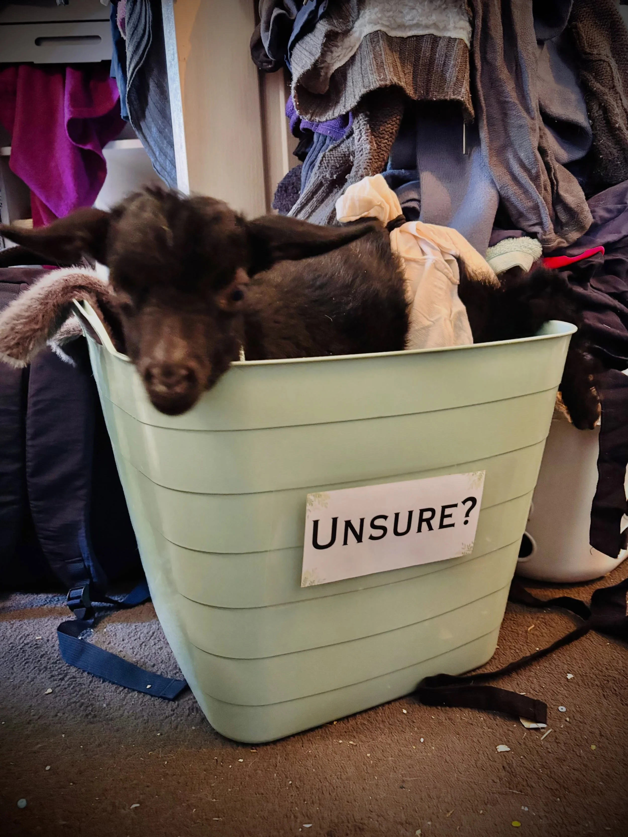🌿 Spoiler alert&hellip; Buttons the baby goat did in fact stay (he just really wanted to be in that tub!) He even let me give him a cuddle 🥰

My beautiful client let go of so much today that we could restore access to their ensuite and get it ready