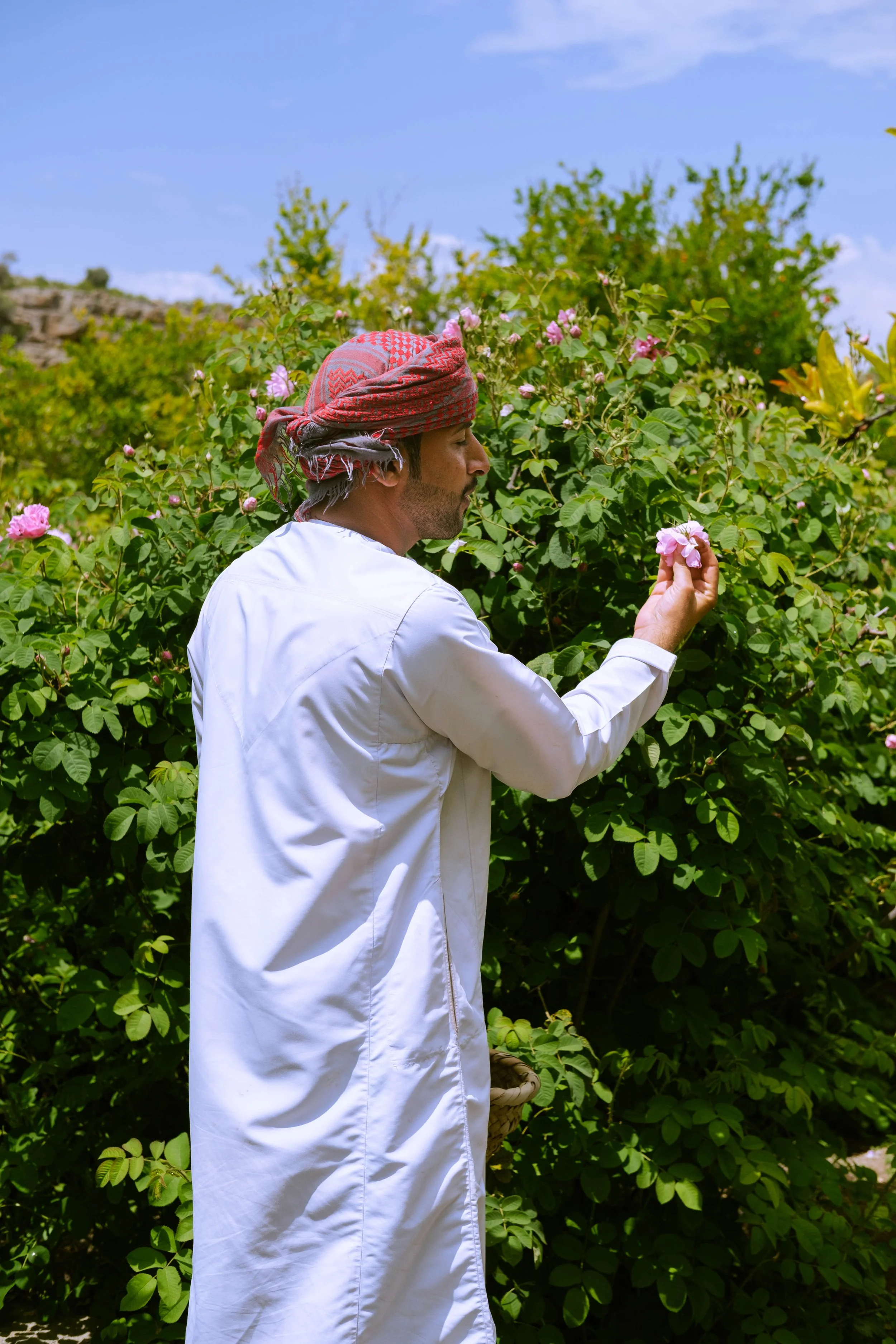 A man wearing traditional Middle Eastern attire inspecting a pink rose bush in a garden on a sunny day.