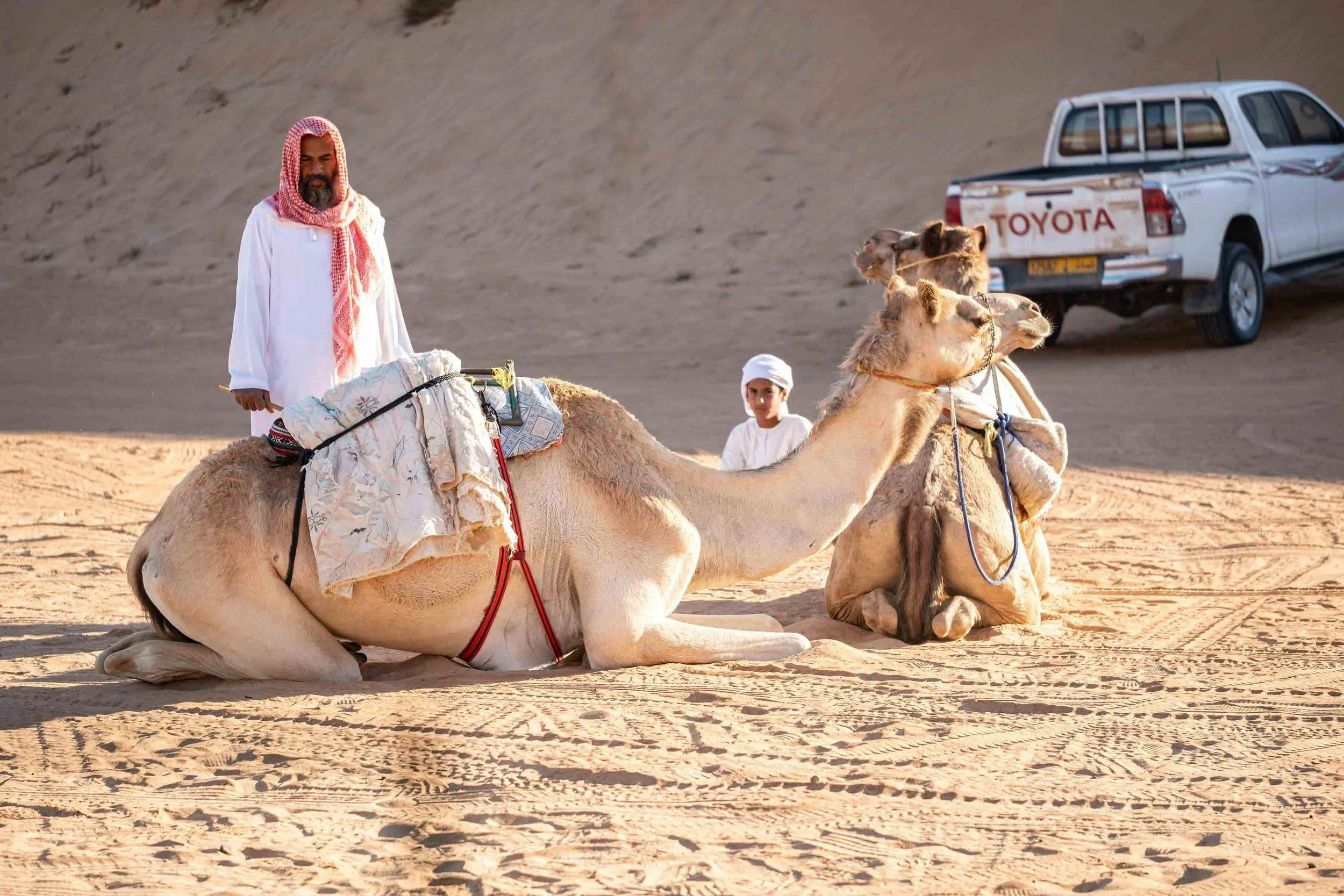 Men sitting with camels in a desert setting with a Toyota truck in the background.
