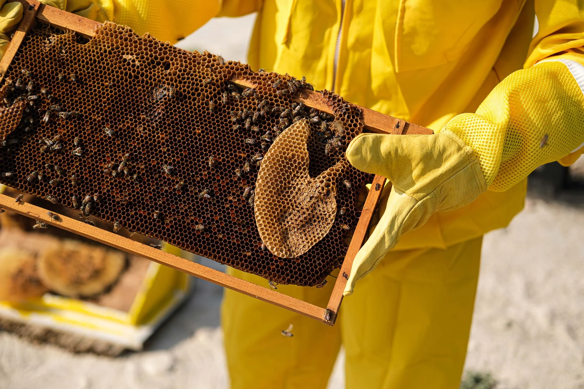 Person in yellow protective suit and gloves holding a honeycomb frame with bees.
